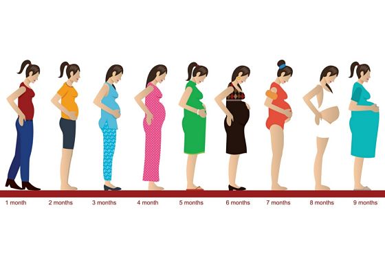 etapas del embarazo mes a mes
