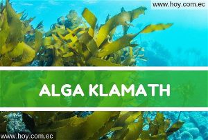 Lee más sobre el artículo Alga Klamath