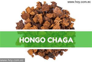 Lee más sobre el artículo Hongo Chaga