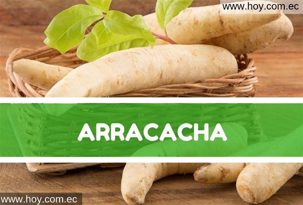 Arracacha