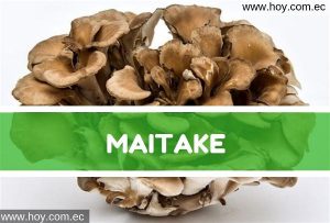 Lee más sobre el artículo Maitake